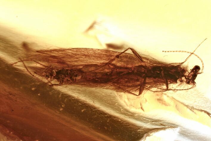 Detailed Fossil Caddisfly (Trichoptera) In Baltic Amber #381566